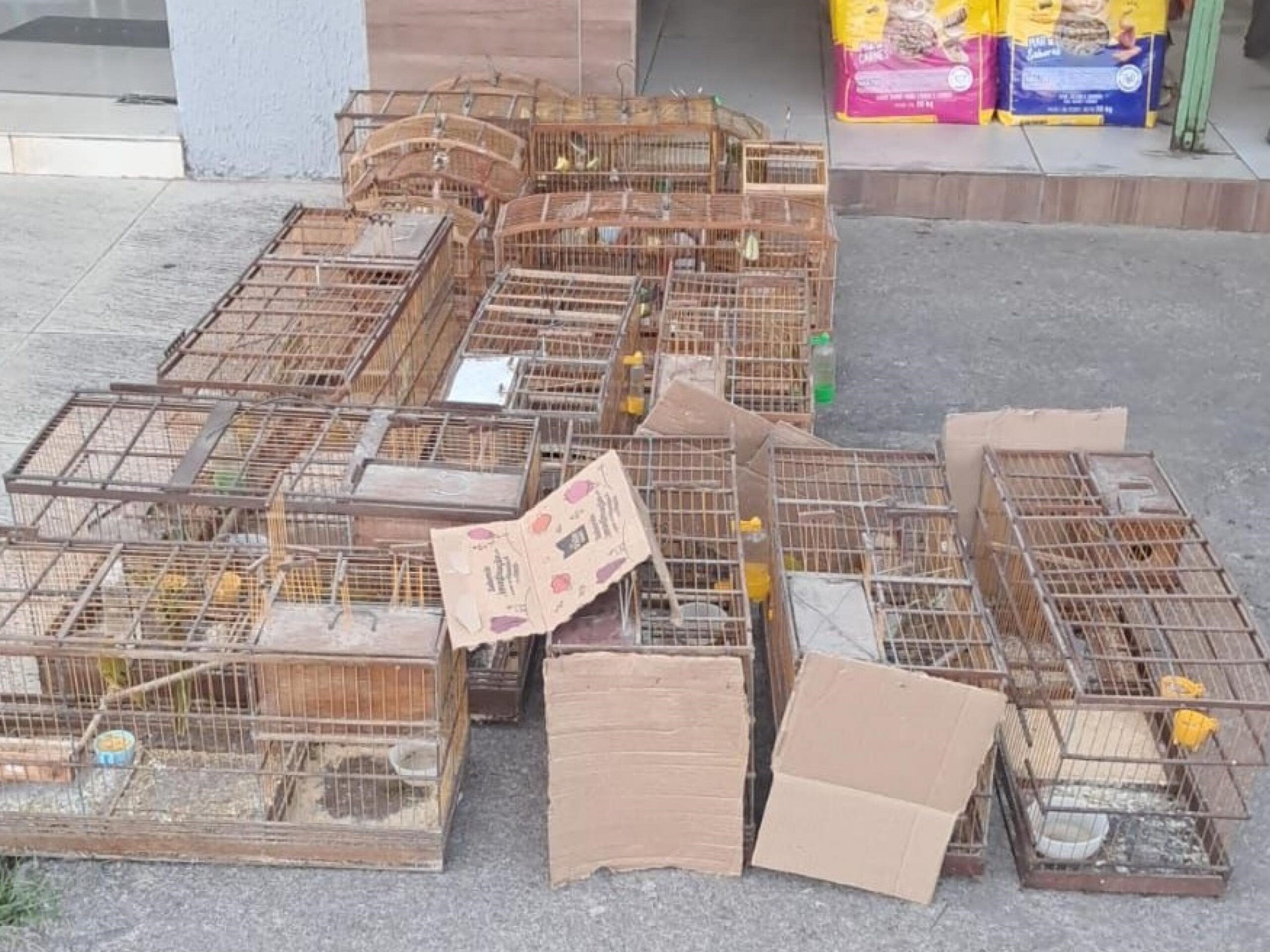 PM-AL resgata aves silvestres e desarticula pontos de venda ilegal no interior